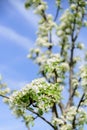 Ladybird on pear flower collecting nectar. Royalty Free Stock Photo