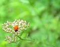 Ladybird Royalty Free Stock Photo