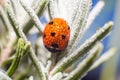 Ladybird perched on a fresh, green plant covered in morning dew, set against a natural background Royalty Free Stock Photo