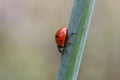Ladybird perched on a single green leaf of a plant on a blurred background Royalty Free Stock Photo