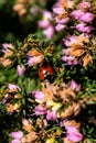 Ladybird on pink heather sprigs in winter, ericaceae, calluna vulgaris