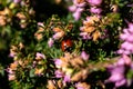 Ladybird on pink heather sprigs in winter, ericaceae, calluna vulgaris