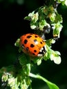 Ladybird on a plant