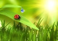 Ladybird on plant over green background Royalty Free Stock Photo
