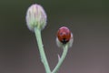 Ladybird on a poppy bud Royalty Free Stock Photo