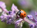 Ladybird on purple catnip flower