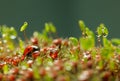 Ladybird and rain drops on moss Royalty Free Stock Photo