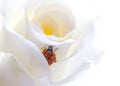 Ladybird on rose Royalty Free Stock Photo