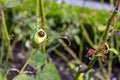 Ladybird on a rose bud Royalty Free Stock Photo