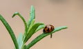 Ladybird on a Rosemary Leaf