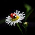 Ladybird's Serene Sojourn: A Daisy's Tale Royalty Free Stock Photo