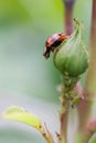 A ladybird sits on the bud of a rose eating aphids. Royalty Free Stock Photo