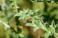 The Ladybird sits on a colored leaf. Macro photo of ladybug close-up. Coccinellidae Royalty Free Stock Photo