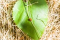 The ladybird sits on a green leaf Royalty Free Stock Photo