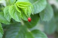 A ladybird sits on a green leaf Royalty Free Stock Photo