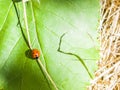 A ladybird sits on a leaf of a tree Royalty Free Stock Photo