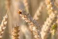 A ladybird sits on a wheat ear in the sun Royalty Free Stock Photo