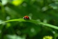 Ladybird sitting on a blade of grass on a blurred green background. Royalty Free Stock Photo