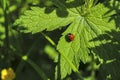 Ladybird sitting on a blade of grass on a blurred green background Royalty Free Stock Photo