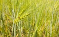 Ladybird sitting on the ear of barley in a grain field Royalty Free Stock Photo