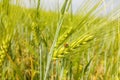 Ladybird sitting on the ear of barley in a grain field Royalty Free Stock Photo