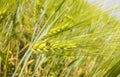 Ladybird sitting on the ear of barley in a grain field Royalty Free Stock Photo