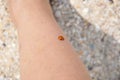 Ladybird sitting on human hand. Ladybird coccinella septempunctata beetle insect, ladybird Royalty Free Stock Photo