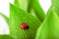 Ladybird sitting on a leaf with drops of water Royalty Free Stock Photo