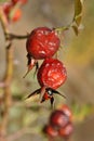 Ladybird sitting on red ripe rose hip berry close up detail, bright blue sunny sky Royalty Free Stock Photo