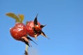 Ladybird sitting on red ripe rose hip berry close up detail, bright blue sky background Royalty Free Stock Photo