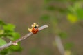 Ladybird sitting on a tiny currant flower Royalty Free Stock Photo