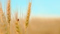 Ladybird sitting on yellow barley spikelet Royalty Free Stock Photo