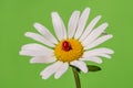 Ladybird sleeping on a chamomile flower