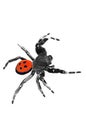 Ladybird Spider - climbing