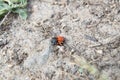 Ladybird spider or Eresus kollari close Royalty Free Stock Photo