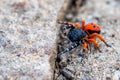 Ladybird spider or Eresus kollari close