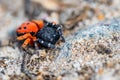 Ladybird spider or Eresus kollari close