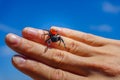 Ladybird Spider Eresus Sandaliatus on the woman`s hand
