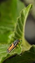 Ladybird spiny larva Royalty Free Stock Photo