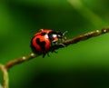 Ladybird on sticks