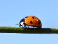 Ladybird on a straw wet after rain