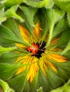 Ladybird In Sunflower