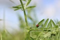 Ladybird on a sweet pea leaves. Blue cloudy sky background. Ladybug life. Spring Vetch plant on a wild meadow. Low angle view.