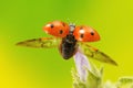 Ladybird taking flight Royalty Free Stock Photo