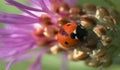 Ladybird on thistle flower Royalty Free Stock Photo