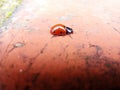 Ladybird