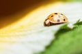 Ladybird Royalty Free Stock Photo