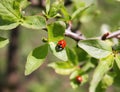 Ladybird on a tree leaf in sunlight day Royalty Free Stock Photo