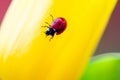 Ladybird on the tulip petal. Vivid red and yellow colors. Spring concept. Gardening, springtime, macro, selective focus