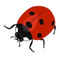 Ladybird vector icon on a white background. Insect illustration isolated on white. Beetle realistic style design Royalty Free Stock Photo